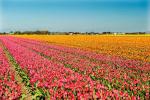 „Proszę robić selfie przyjazne dla tulipanów” – mówi Holenderska Rada Turystyki
