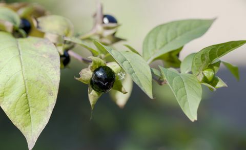 Jagoda Deadly Nightshade (Atropa bella-donna)