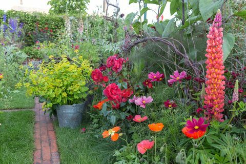 Ogród do cięcia kolorów ryżu Anneka. Zaprojektowany przez: Sarah Raven. RHS Chelsea Flower Show 2017. BBC Feel Good Garden