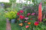 8 najlepszych roślin kwiatowych do kolorowego wyświetlania w ogrodzie
