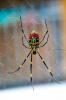 Czym są pająki Joro? Naukowcy spodziewają się, że w nadchodzących latach zaatakują wschodnie wybrzeże