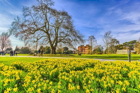 Żonkile na wiosnę w Royal Botanic Gardens Kew