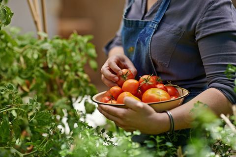 Przycięte ujęcie kobiety zbierającej domowe pomidory w swoim ogrodzie