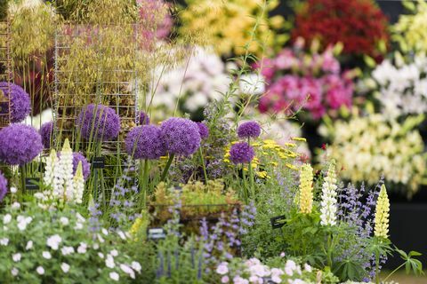 Szczegółowy strzał z aliumami z wnętrza Floral Marquee na RHS Chatsworth Flower Show 2017.