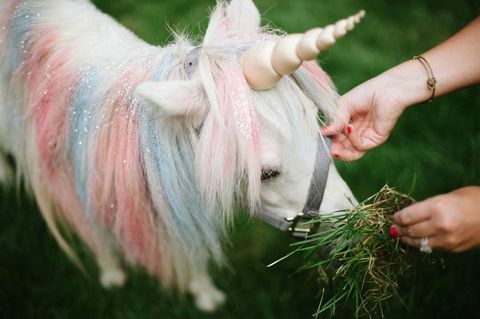 Jednorożec Petting Station