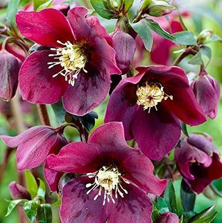 50szt. Rzadkie nasiona kwiatów Helleborus orientalis 'Onyx Odyssey'