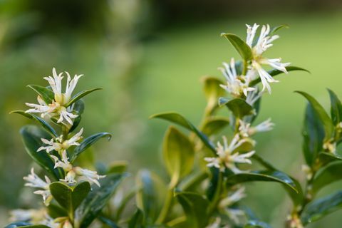 rośliny graniczne, zbliżenie kwiatów na krzewie sarcococca confusa w słodkim pudełku