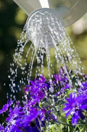 podlewanie kwiatów senetti z różą tryskaczową, norfolk, anglia