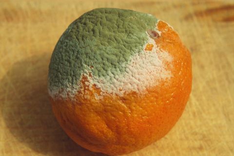 Pleśń (Penicillium chrysogenum) rosnąca na pomarańczowo, pokazująca białą jałową grzybnię i niebieską grzybnię konidialną.