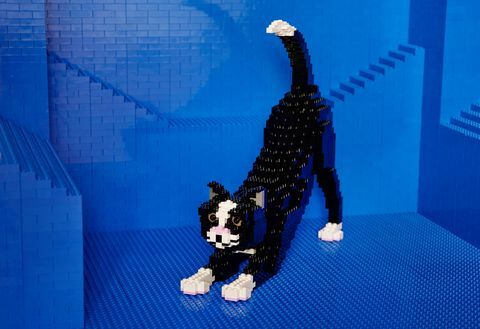 Airbnb - Lego House - cat