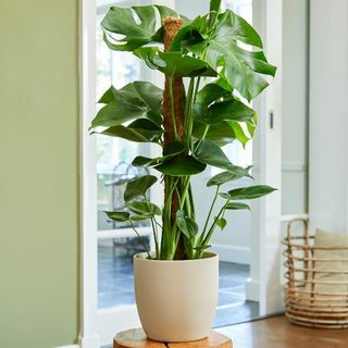 80cm Monstera Deliciosa na słupie z mchu | Fabryka sera szwajcarskiego | Doniczka 19 cm | Według teorii roślin