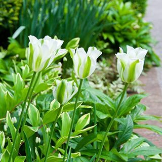 Tulipa „Spring Green”