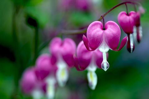 Dicentra spectabilis (krwawiące serce)