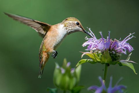 samica kolibra karmiącego niektóre kwiaty monarda