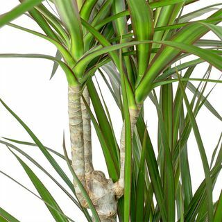 Dracaena marginata czerwona krawędź