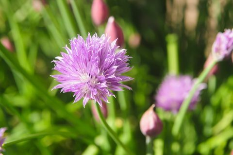 Szczypiorek (Allium schoenoprasum) w kwiacie