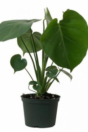 Monstera Deliciosa, 6-calowa doniczka