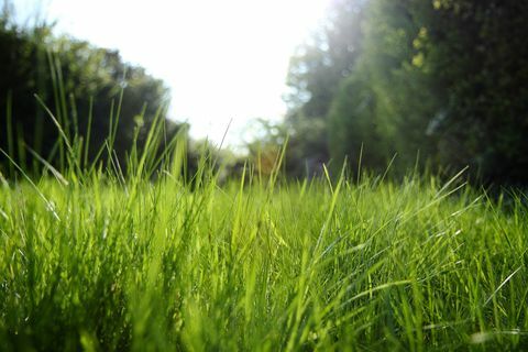 Światło słoneczne promieniejące przez trawę w ogrodzie