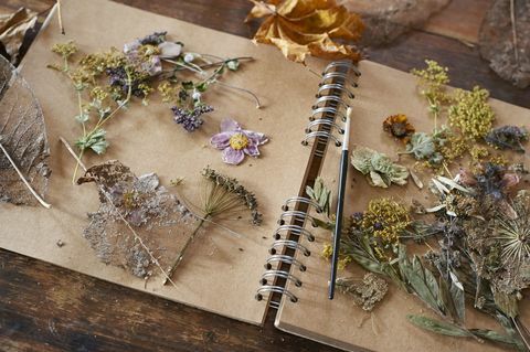 Suszone kwiaty i zioła na notebooku
