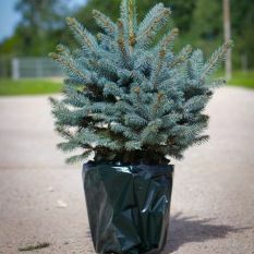 Luksusowa Świeża Choinka - Świerk Niebieski Doniczkowy (Picea pungens glauca) - Do Natychmiastowej Dostawy