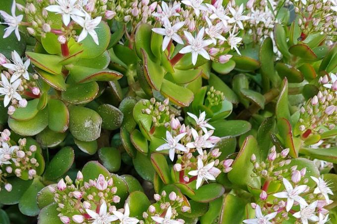 crassula ovata ovata znana również jako roślina jadeitowa, roślina przynosząca szczęście, roślina pieniężna lub drzewo pieniędzy