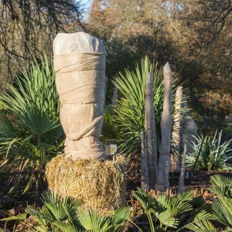 ec25tt trachycarpus 'wagnerianus' łodygi owinięte w jodełkę jutową, aby izolować i chronić przed zimnem i mrozem zimą, Rhs Gardens Wisley, Surrey