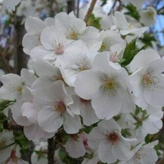 Prunus Śnieżna Gęś Kwitnąca Wiśniowe Drzewo