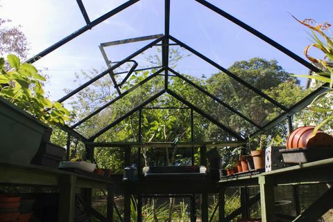 Wnętrze szklarni ogrodowej z automatycznym otwieraniem otworów dachowych, Wielka Brytania