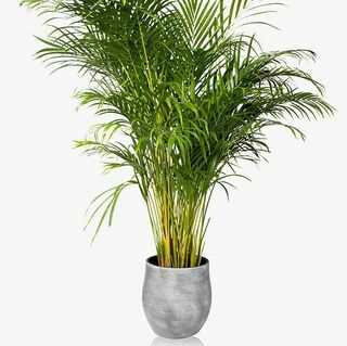 Ceramiczna roślina doniczkowa Palm Areca Little Botanical XL