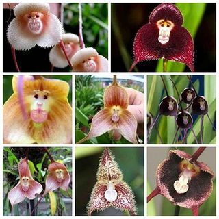 Dracula Orchid (100 nasion)