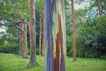 Tęczowy eukaliptus to najbardziej kolorowe drzewo na ziemi