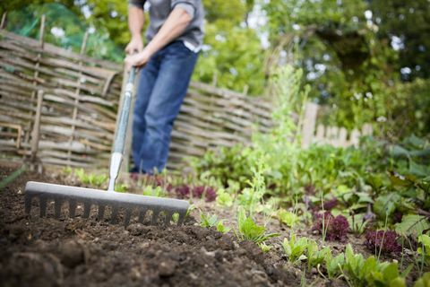 Ogrodnik za pomocą metalowej grabi, aby wygładzić opuszczony płat ziemi na podniesionym łóżku w ogrodzie warzywnym przed sadzeniem nowych nasion.