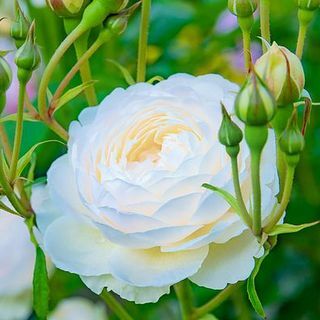 Róża 'Scented Doubles White' Rosa