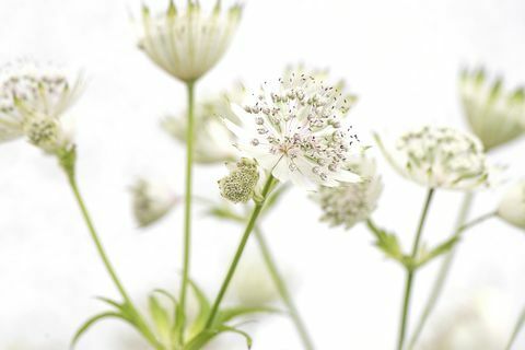 Białe kwiaty letniej Astrantii 