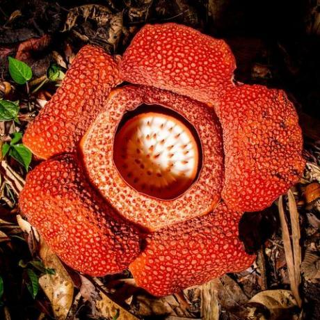 zielona planeta david attenborough pięć części serii roślin na bbc jeden kwiat pasożytniczej rośliny rafflesia rafflesia keithii