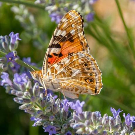 malowany motyl pani na dzikim kwiatku lawendy w jasnym świetle słonecznym latem