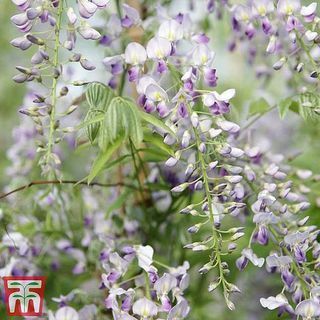 Wisteria sinensis 'Płodna'