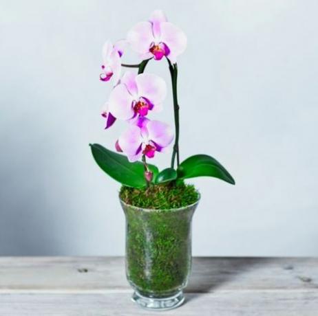 Różowa Kaskada Phalaenopsis Orchidea