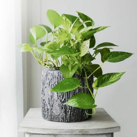 Golden pothos lub Epipremnum aureum w oknie w sypialni domu i ogrodzie