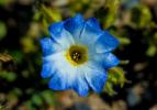 Niespodziewany kwiat dzikiego kwiatu wydarzył się właśnie na chilijskiej pustyni Atacama