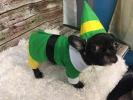 Etsy sprzedaje kostium twojego elfa dla twojego psa