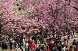 Ten film z dronem chińskiego wiosennego kwiatu jest oszałamiający
