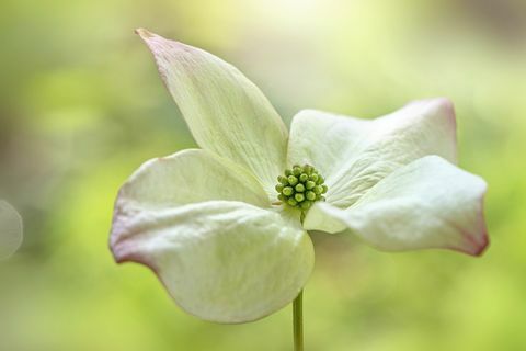 Topowy ogród krzewów Cornus na rok 2019