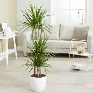 Dracaena marginata