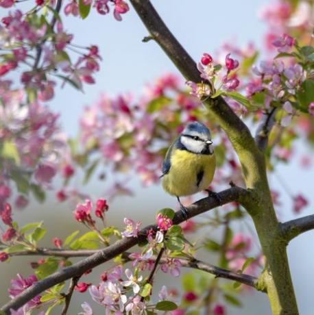 bliska obraz sikora zwyczajna na gałęzi kwiatu jabłoni kraba malus 'floribunda' na tle błękitnego nieba