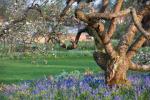Drzewa Wisley Gardens zapisane z aktualizacji M25 / A3