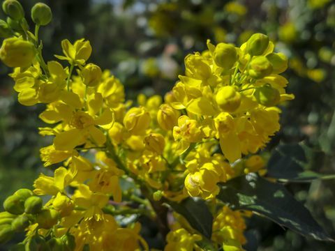 Nieostrość jasnożółty kolor wiosennych kwiatów Mahonia Aquifolium na tle ciemnozielonej rośliny. Cudowne naturalne tło dla każdego pomysłu.