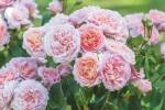 Chelsea Flower Show 2019: David Austin Roses debiutuje nowe angielskie róże