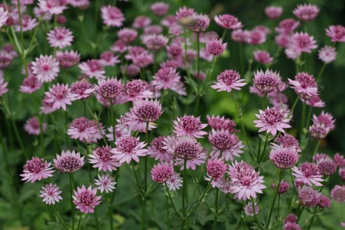 astrantia 'rzymska'