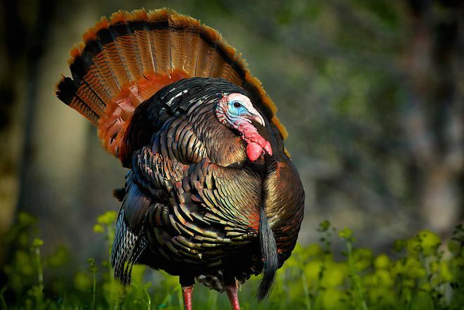 Ciekawostki na Święto Dziękczynienia - Narodowy ptak Turcji Benjamina Franklina